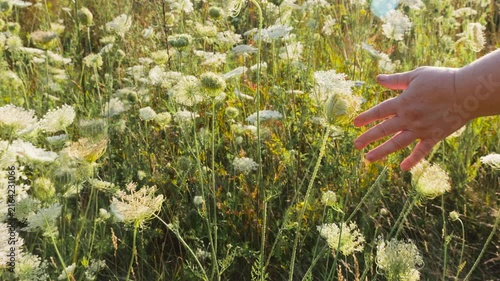 A slow-motion close-up of a woman's hand gently touching white carrot blooms and field grass swaying in the wind, illuminated by soft warm evening sunlight in a sunny summer meadow.