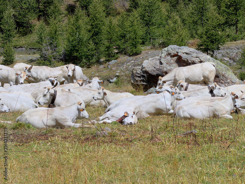 Piedmontese breed cattle in the mountains