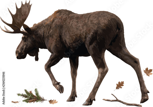 Wild Moose Buck Illustration Featuring Large Antlers, Forest Foraging, Woodland Vegetation and Detailed Wildlife Vector Design