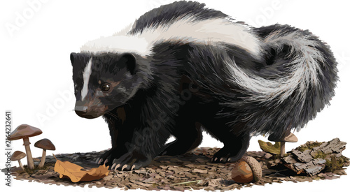 Striped Skunk Wildlife Illustration Featuring Black and White Mammal, Bushy Tail, Forest Floor and Woodland Nature Vector Design
