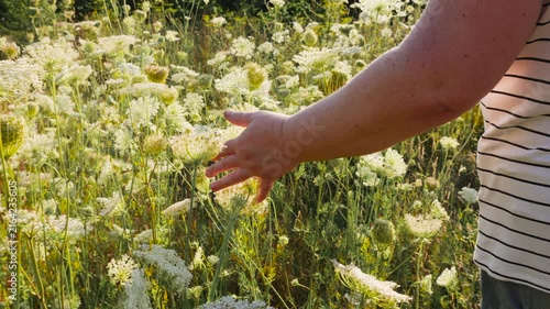 A close-up of a woman walking through a field of wild carrots at sunset, gently brushing her hand against delicate white Queen Anne's lace flowers under warm, sunlit lens flares.