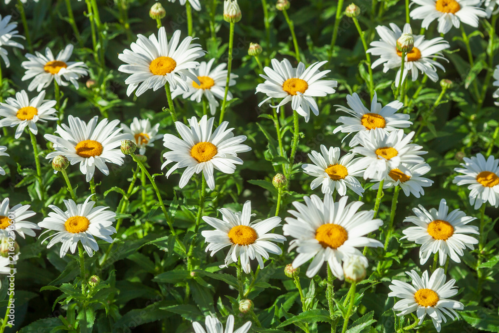 Fototapeta premium Blühende Margeriten , Deutschland