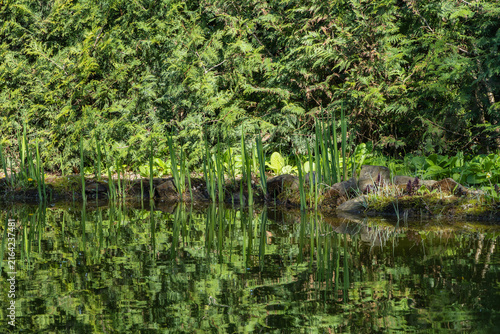 Serene pond bordered by lush greenery and tall grasses, reflecting tranquil beauty of nature.  Nature concept for spring design.