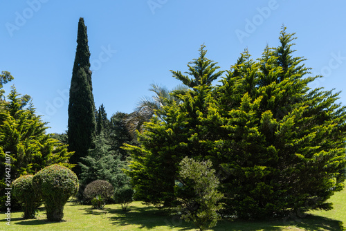 Park scene with with variety of lushArizona cypresses (Cupressus arizonica) 'Blue Ice' and well-manicured shrubs under clear blue sky. Tall cypress tree stands prominently among other foliage.