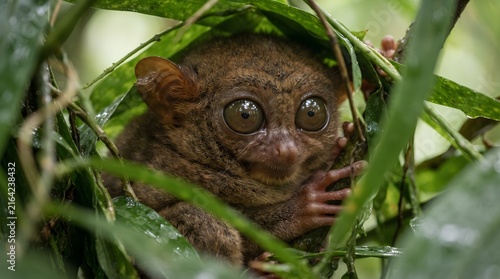 Philippine tarsier peeking through lush green foliage in natural rainforest habitat