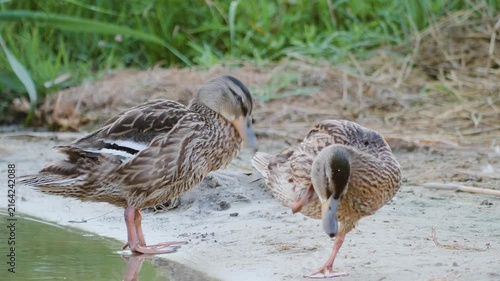 Two female mallard ducks standing on a sandy riverbank and preening their feathers together.

