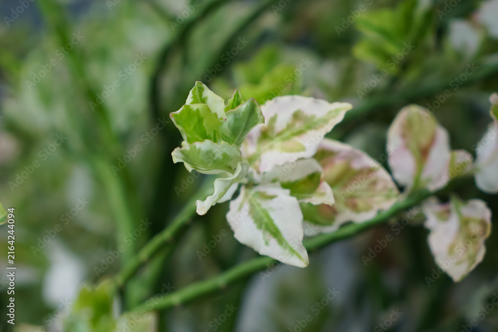 Obraz premium Variegated Japanese Corokia Plant Foliage
