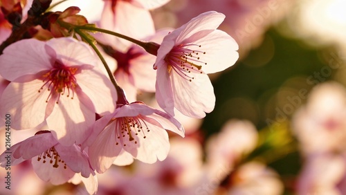 close-up with a shallow depth of field of sakura flowers that blossom during the spring time