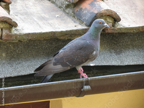 domestic pigeon bird animal scient. name Columba livia domestica