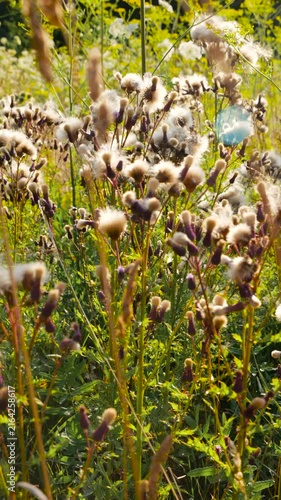 A field of blooming pink sow thistle flowers and stalks of wild Cirsium arvense weeds sways in the evening wind, glowing under the golden sunset light.