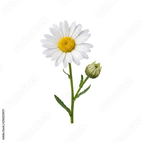 white daisy