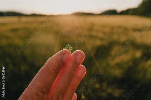 Foto Hand holding tiny green caterpillar against sunlit meadow while observing wildli