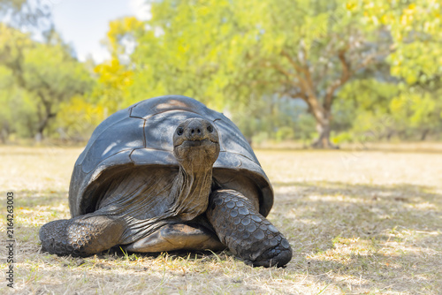 Giant Tortoise Looking at Camera