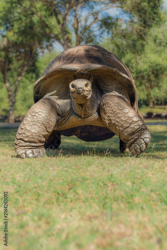Giant Tortoise Looking at Camera