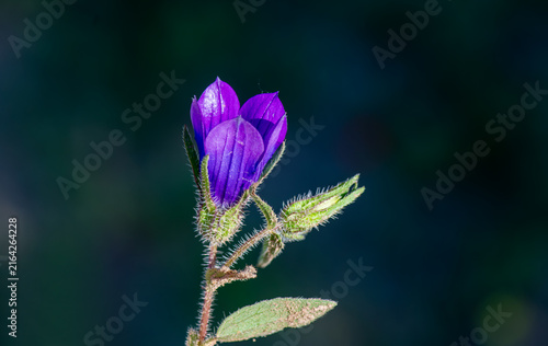 Fotografie Mirror of Venus (Legousia speculum-veneris)
