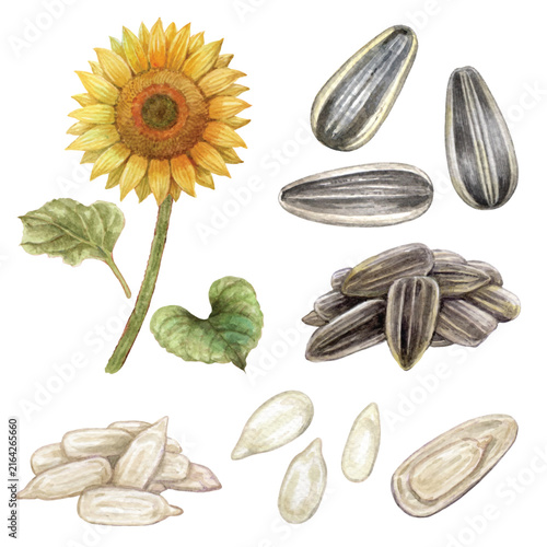 Sunflowers flower and seed hand drawn with watercolor isolated on transparent background