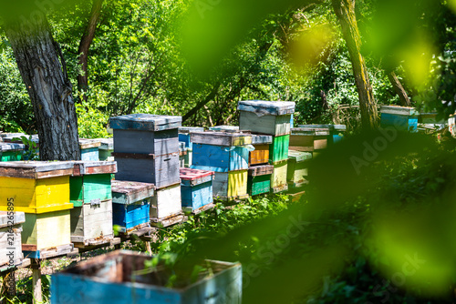 Colorful wooden beehives for honey bees Apis mellifera standing in a lush green forest under bright summer sunlight, representing rural apiculture and natural beekeeping.