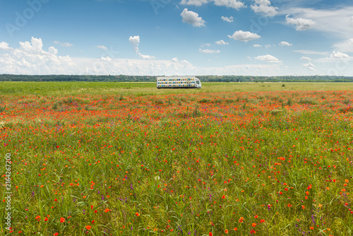 Bright field of blooming wild poppies Papaver rhoeas with a mobile beekeeping apiary truck under a sunny blue sky, evoking peaceful pastoral charm and sustainable honey harvesting in summer.
