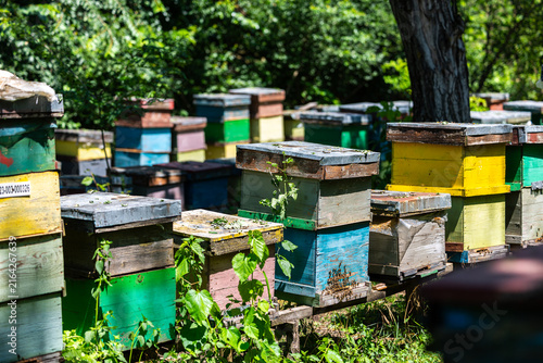 Colorful wooden beehives stand in a lush green apiary bathed in bright natural sunlight, home to industrious Apis mellifera honey bees producing organic raw honey in nature.