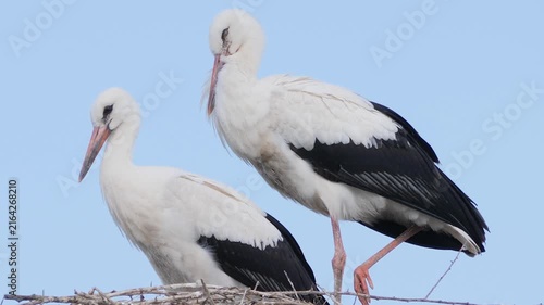 Pair of white storks resting together in a large nest against clear blue sky.

