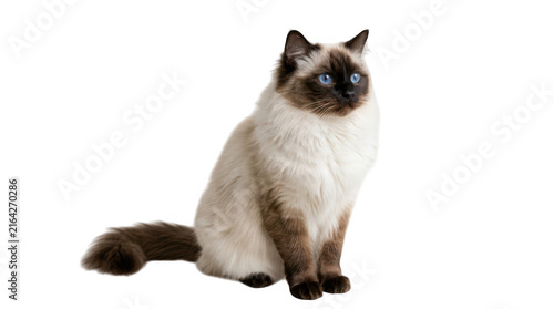 Ragdoll cat with blue eyes sitting isolated on a white background