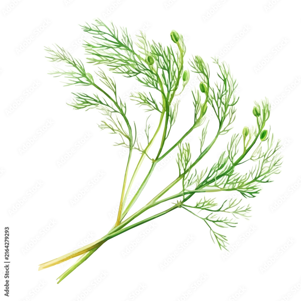Obraz premium Hand-drawn watercolor artwork of Fennel, vector, isolated on a white background.