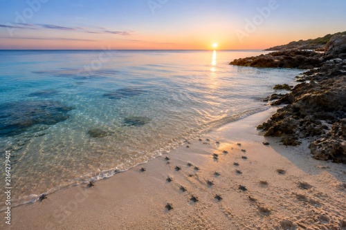 Newborn sea turtles journeying to ocean at sunset