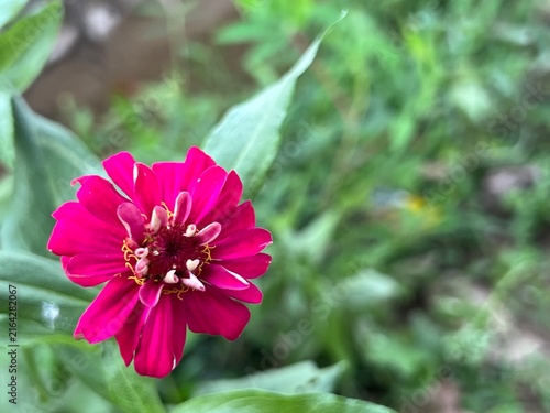 Canvastavla Close up of vibrant pink zinnia flower blooming with yellow stamen star details
