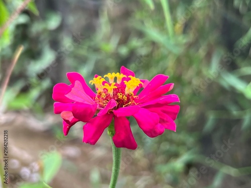 Foto Close up of vibrant pink zinnia flower blooming with yellow stamen star details