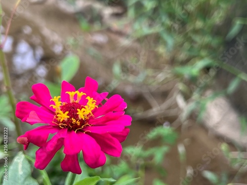 Fotografía Close up of vibrant pink zinnia flower blooming with yellow stamen star details