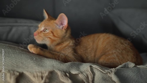 An orange cat lies on soft bedding, appearing relaxed and calm in an indoor space. The cat shifts its position, showing interest and engagement with its surroundings