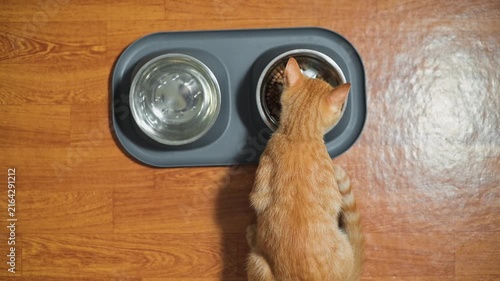 A cat is positioned in front of a food bowl while a water bowl is nearby. The cat is feeding from the bowl on a wooden floor, with visible food and water containers