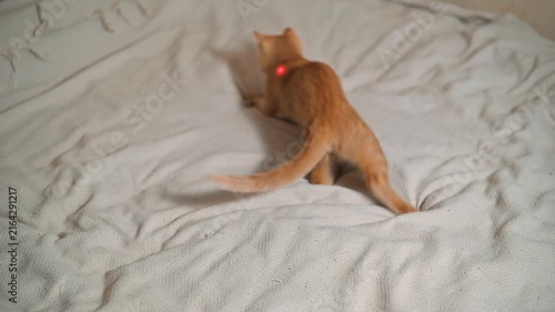 An orange cat is playing on a light blanket, chasing after a red dot created by a laser pointer. The cat demonstrates excitement and movement in its interaction with the light