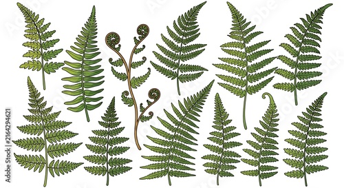 Collection of Diverse Green Fern Fronds and Unfurling Fiddleheads on White