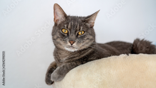Graue getigerte Katze mit leuchtend gelben Augen, die entspannt auf einem runden, flauschigen Tierbett liegt, das auf einem Holzhocker steht