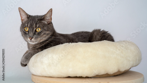 Graue getigerte Katze mit leuchtend gelben Augen, die entspannt auf einem runden, flauschigen Tierbett liegt, das auf einem Holzhocker steht