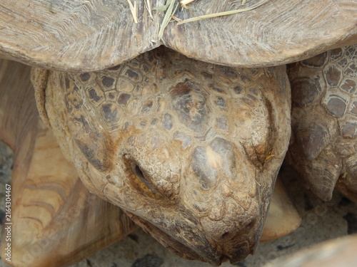 Картината върху платно Gros plan frontal de la tête d’une tortue terrestre sous sa carapace