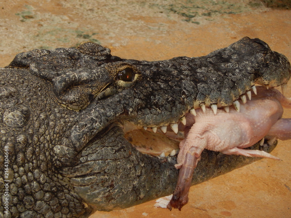 Fototapeta premium Crocodile mangeant un poulet, gros plan sur un reptile en pleine alimentation