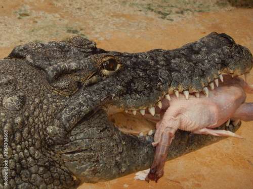 Foto Crocodile mangeant un poulet, gros plan sur un reptile en pleine alimentation