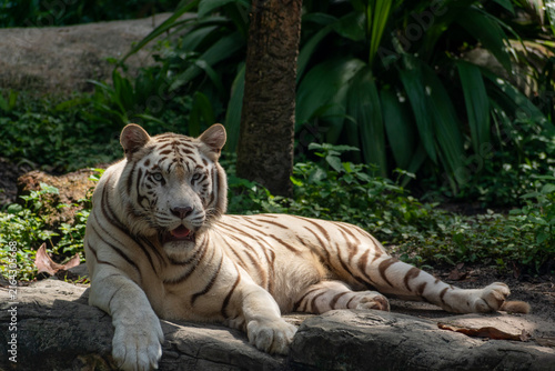 Cuadro en lienzo White Tiger (Panthera tigris) resting on a rock under a tree