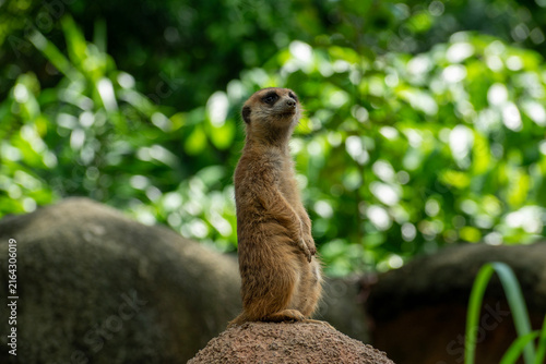 фотографія Meerkat (Suricata suricatta) Standing on Alert Sentry Duty