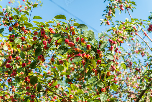 Bright red small wild apples among the yellow leaves in autumn.