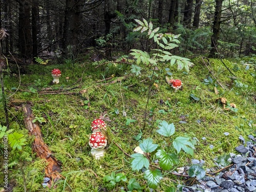 spring in the forest