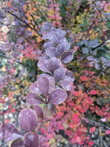 pink hydrangea flowers