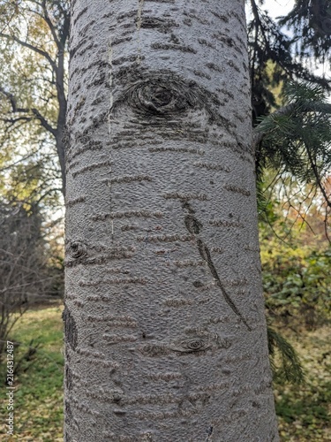 tree trunk in the forest