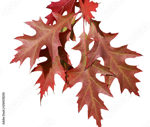 Leaf autumn