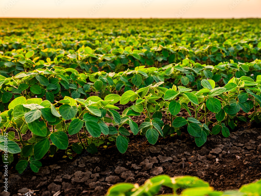 Fototapeta premium Young soybean plants growing in long rows across a vast farm field, capturing the warm glow of the setting sun