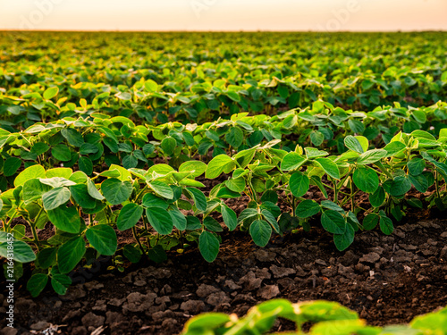 Young soybean plants growing in long rows across a vast farm field, capturing the warm glow of the setting sun