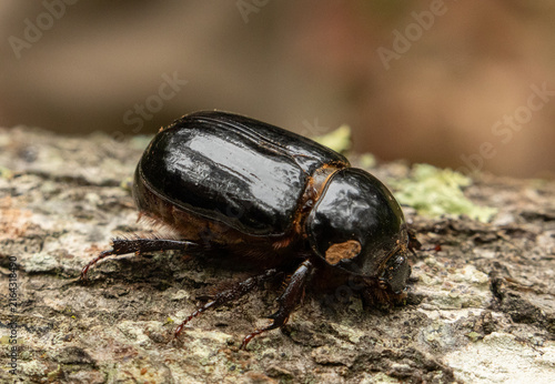 Fotografie Rhinoceros beetle on a trunk