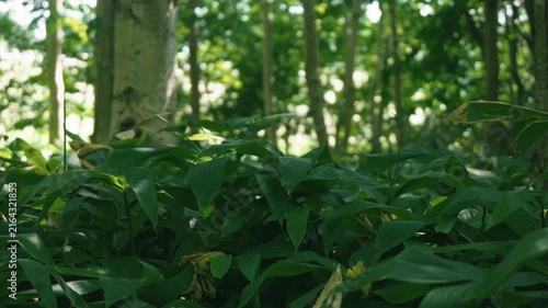 A lush green deciduous forest filled with abundant bamboo grass

